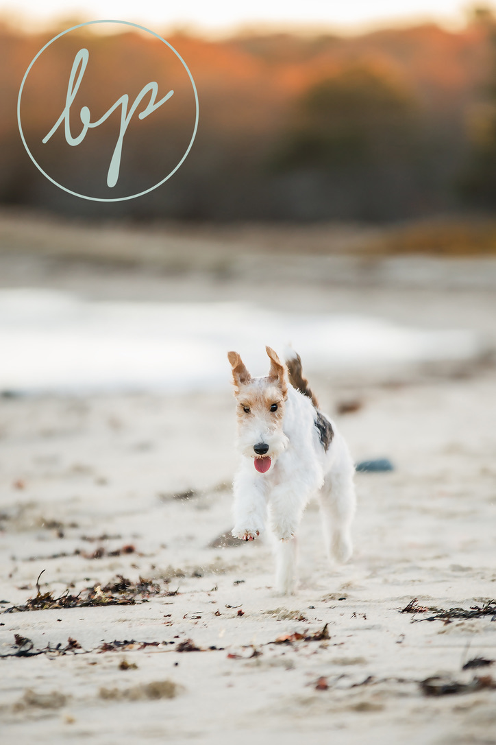 Harlow standing on the beach
