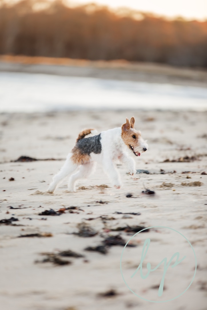 Harlow running joyfully on the beach at sunset, full of confidence and freedom