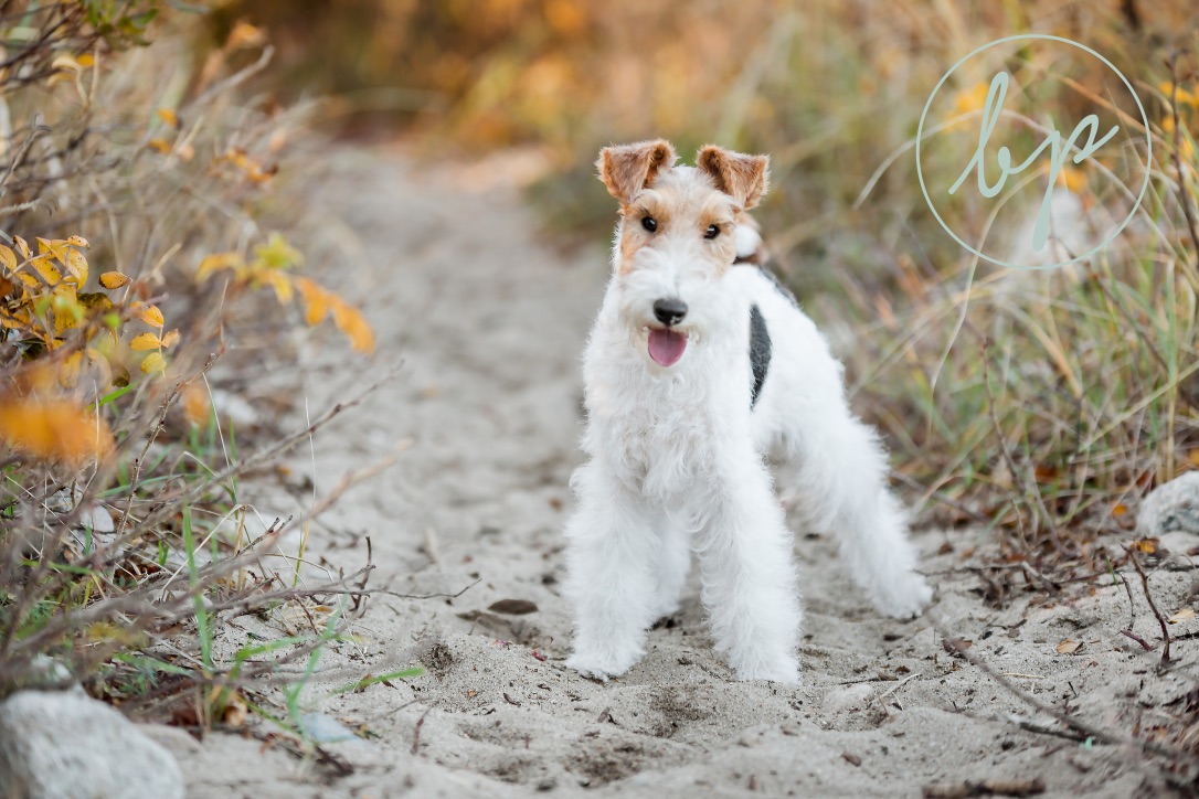 Harlow exploring a sandy trail surrounded by autumn foliage, moving carefully through her new world