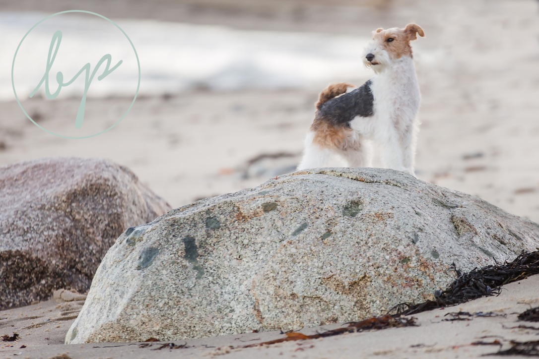 Harlow standing calmly on the rocks by the beach